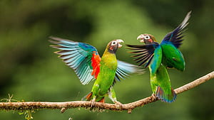 Vibrant Parrots in Ultra x2307, Green Birds, HD wallpaper
