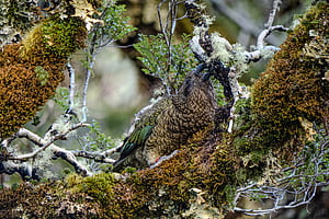 Kea Parrot: The Intelligence of New Zealand's Alpine Heights, New Zealand Birds, HD wallpaper