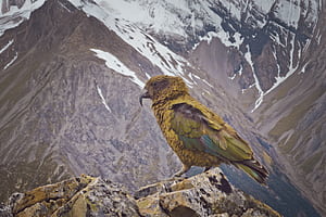 Meet the kea parrot: Mischievous guardians of the mountains, New Zealand Birds, HD wallpaper