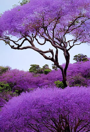 Jacaranda Tree, HD phone wallpaper