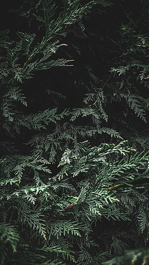 cedar, Cedar Tree, HD phone wallpaper