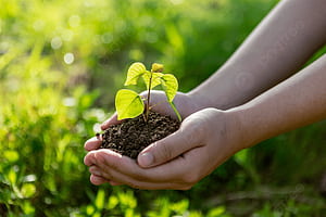 Sapling Background, HD wallpaper