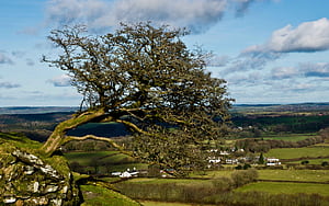 Tree, Trees, HD wallpaper