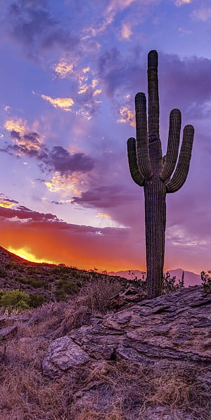 Sunset in Saguaro National Park, HD phone wallpaper