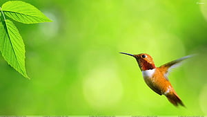 green, Nature, Flying, Birds, Leaves, Hummingbirds, Green, Background / and Mobile Background, HD wallpaper