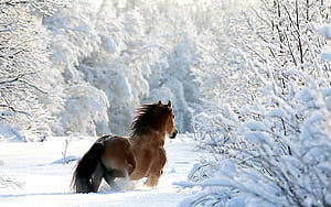 Draft Horse & Background for PC, HD wallpaper