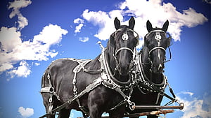 These Horses Will Change Your Mind About Drafts, HD wallpaper