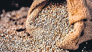 Millets, HD wallpaper