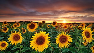 Sunflower Fields, HD wallpaper