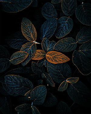 Best phone, High Resolution, HD phone wallpaper